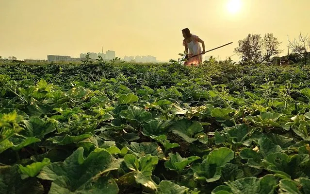 A vegetable farmer works in a field in Chengguan town of Yunmeng County in Xiaogan City, Central China's Hubei Province, August 20, 2020. Yunmeng county is a major vegetable producer in Hubei Province. The weather turns cool after the start of autumn, which is the busy season for vegetable production and farming. The vast majority of vegetable farmers are busy with the whole land tillage, sowing seedlings, water and conserve moisture for the seedlings, to ensure that vegetable production has a good harvest. (Photo by Sipa Asia/Rex Features/Shutterstock)