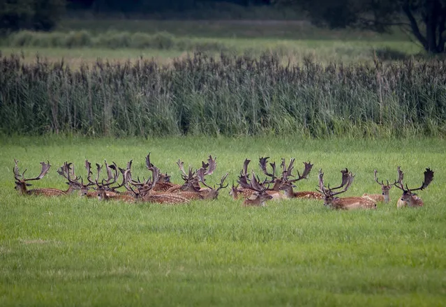 Deer have laid down and rest on a meadow near the airport in Frankfurt, Germany, Monday, August 5, 2019. (Photo by Michael Probst/AP Photo)