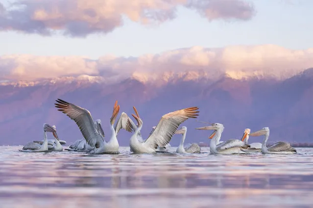 Pelicans are oblivious to the stunning backdrop as they squabble over food on Lake Kerkini, Greece in December 2022. (Photo by Solent News)