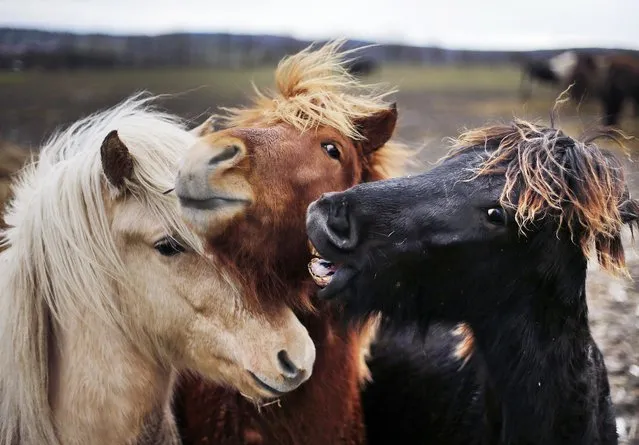 Three Iceland horses stick their heads together in their paddock in Wehrheim, Germany, Tuesday, January 16, 2018. (Photo by Michael Probst/AP Photo)