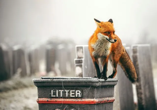 A man has snapped a series of images showing a cheeky fox stealing a McDonald's from a bin in a London park early December 2022. (Photo by Ashley James/Caters News Agency)