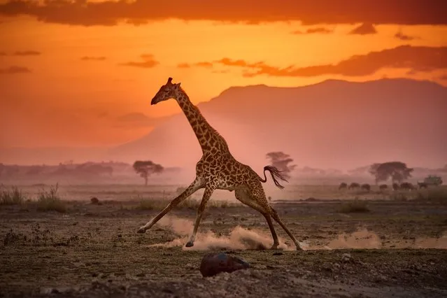 A giraffe was captured creating a dust cloud while running in front of a perfect African sunset in Amboseli National Park, Kenya in the first decade of November 2022. (Photo by Edgard Berben/Media Drum Images)