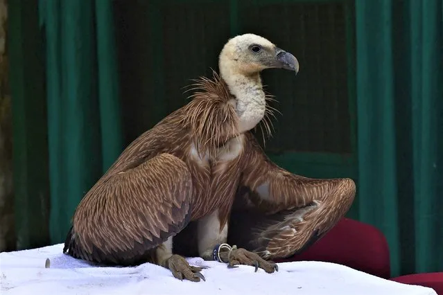 A migratory Eurasian Griffon vulture recovers at the Jivdaya Charitable Trust (JCT) in Ahmedabad on January 7, 2023, after being rescued by the Dhrangadhra Forest Department in Gujarat. (Photo by Sam Panthaky/AFP Photo)
