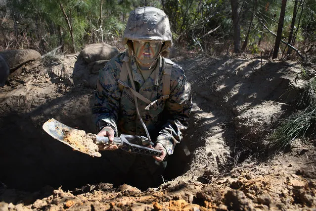 Pfc. Schevlle Woodard from Grand Prairie, Texas digs a fighting hole during Marine Combat Training (MCT) on February 20, 2013 at Camp Lejeune, North Carolina.  Since 1988 all non-infantry enlisted male Marines have been required to complete 29 days of basic combat skills training at MCT after graduating from boot camp. MCT has been required for all enlisted female Marines since 1997. About six percent of enlisted Marines are female.  (Photo by Scott Olson)