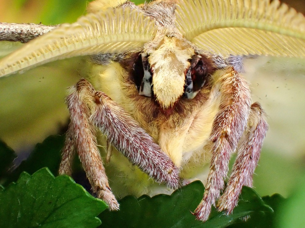 Some Photos: Insects