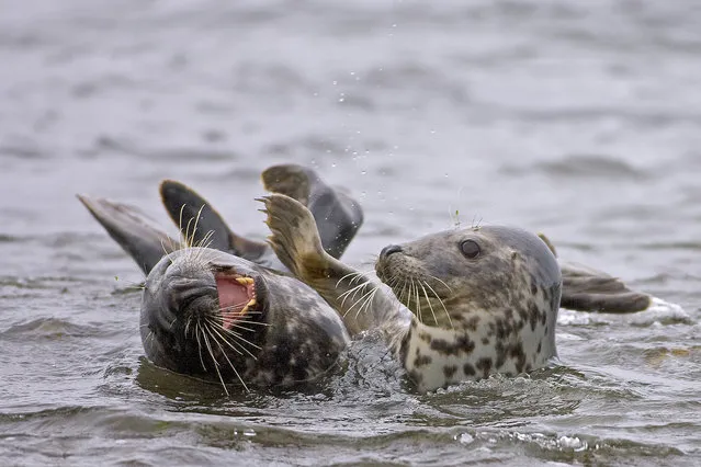 K) Highly commended – Tom McDonnell. Grey Seals, Rathlin Island Northern Ireland animal behaviour is what i like, it looks as if one seal is laughing at the other and the other seal is going to slap him because he doe not like the laughing at him.