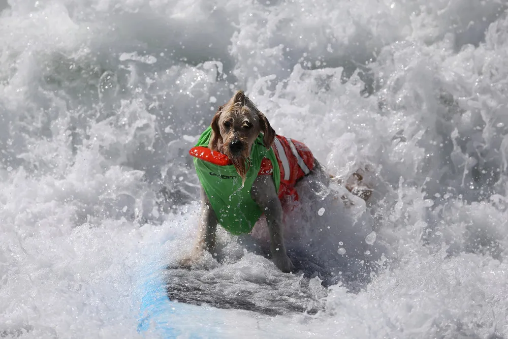 Surf City Surf Dog Contest in California 2016