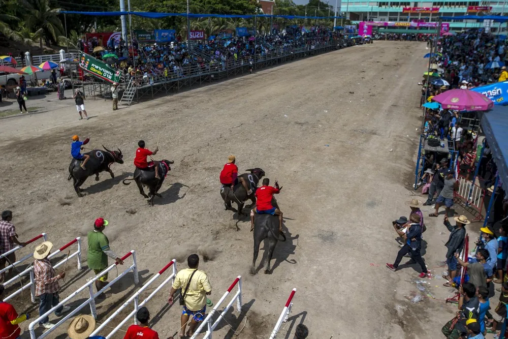 Buffalo Races in Thailand