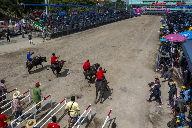 Jockeys compete in Chonburi's annual buffalo race festival, in Chonburi province, Thailand October 26, 2015. (Photo by Athit Perawongmetha/Reuters)