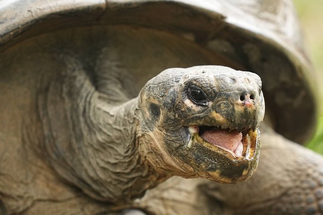 Mommy, a nearly 100-year-old Galapagos tortoise, and parent of 16 hatchlings in two clutches, walks in her enclosure at the Philadelphia Zoo in Philadelphia, Wednesday, August 20, 2025. (Photo by Matt Rourke/AP Photo)