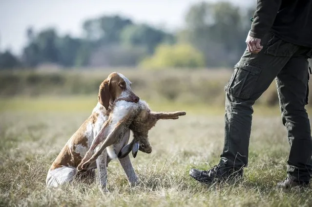 An Italian Vizsla holding a retrieved hare listens to commands by its owner during a fowl and upland game hunting skill competition of vizsla breeds organised by the Hungarian Hunters’ National Chamber in Soponya, Hungary, 15 October 2016. (Photo by Boglarka Bodnar/EPA)