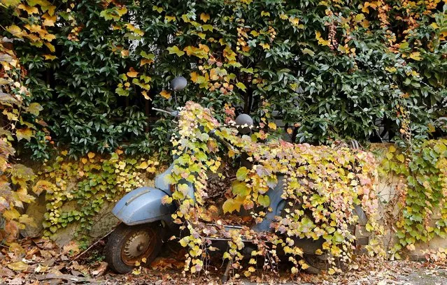 An old Vespa scooter is seen covered by ground ivy in late autumn colours, in downtown Milan, Italy, November 17, 2015. (Photo by Stefano Rellandini/Reuters)
