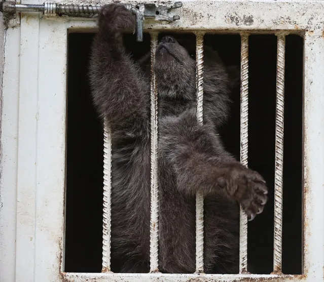 A photo shows a baby bear in Bursa, Turkey on May 14, 2018. (Photo by Ali Atmaca/Anadolu Agency/Getty Images)