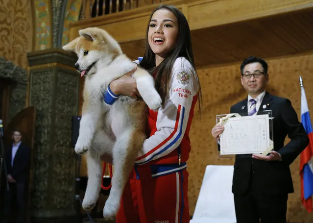 Russian Women's Olympic Figure Skating Gold medalist Alina Zagitova holds An Akita Inu puppy named Masaru presented by Japanese Prime Minister Shinzo Abe, in Moscow, Russia, Saturday, May 26, 2018. Abe is in Russia for talks with President Vladimir Putin in hopes of making progress on joint economic projects on disputed islands as a step toward resolving a decades-old territorial row. (Photo by Alexander Zemlianichenko/AP Photo)