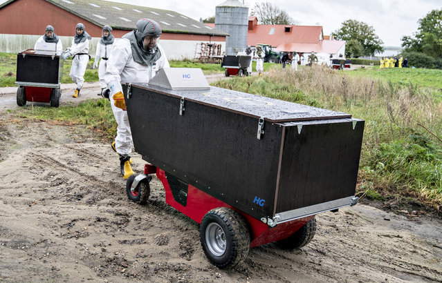 Employees from the Danish Veterinary and Food Administration and the Danish Emergency Management Agency transport contatiner at a mink farm, in Gjoel, Denmark, Thursday, October 8, 2020. The culling of at least 2.5 million minks in northern Denmark has started, authorities said Monday after the coronavirus has been reported in at least 63 farms. The Danish Veterinary and Food Administration is handling the culling of the infected animals while breeders who have non-infected animals on a farm within 8 kilometers (5 miles) from an infected farm must put them to sleep themselves.. (Photo by Henning Bagger/Ritzau Scanpix via AP Photo)