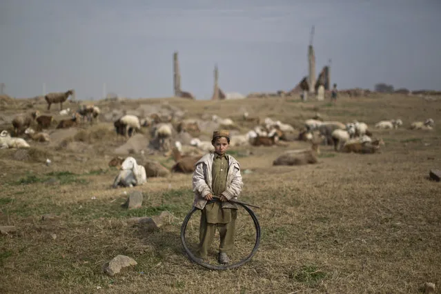 An Afghan refugee boy holds a tire while standing next to his sheep feeding in a field on the outskirts of Islamabad, Pakistan, Saturday, January 24, 2015. (Photo by Muhammed Muheisen/AP Photo)