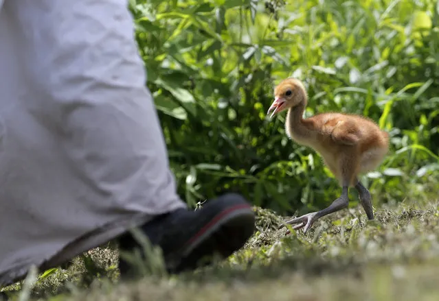 A recently born whooping crane chick, a critically endangered species, walks behind a keeper in a “crane suit”, designed to resemble a parent so it does not imprint on a human, in an enclosure at the Audubon Nature Institute's Species Survival Center in New Orleans, Thursday, June 21, 2018. “Whooping cranes are native to Louisiana. We used to have them here, all over the place, and most people don’t even know what they look like anymore, which is rather sad”, said Heather Holtz, a crane keeper at the center. (Photo by Gerald Herbert/AP Photo)