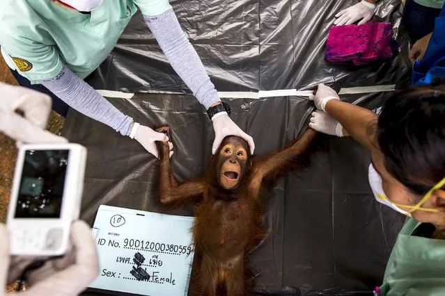 A Thai veterinarian takes a picture of a 2-year-old orangutan during a health examination at Kao Pratubchang Conservation Centre in Ratchaburi, Thailand, August 27, 2015. (Photo by Athit Perawongmetha/Reuters)