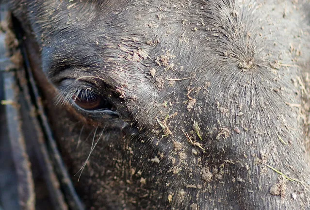 A muddy face at Wincanton Racecourse on November 17, 2016 in Wincanton, England. (Photo by Alan Crowhurst/Getty Images)