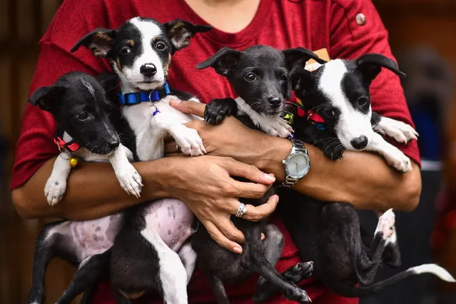 An animal enthusiast holds puppies during a pet adoption drive to spread awareness about the importance of adopting an animal in need, at Kalakshetra grounds in Chennai, India, 08 July 2023. (Photo by Idrees Mohammed/EPA)