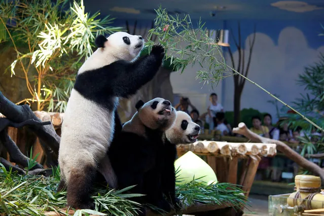 The world's only giant panda triplets Meng Meng, Shuai Shuai and Ku Ku celebrate their fourth birthday at Chimelong Safari Park in Guangzhou, China July 29, 2018. (Photo by Bobby Yip/Reuters)