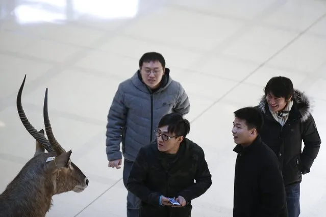 Customers look at a waterbuck specimen at a shopping mall in downtown Shanghai January 28, 2015. The mall set up an area to display animal specimens of the Bovidae family to attract customers ahead of the Chinese New Year. The 2015 Lunar New Year welcomes the year of the Goat. (Photo by Aly Song/Reuters)