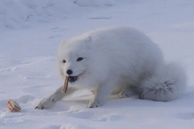 An arctic fox also known as polar and white fox of Vorkuta eats a piece of cake thrown by passengers of Khorota railway station as wild animals suffer from hunger due to extreme weather condition in Vorkuta, Komi Repbulic, Russia on March 08, 2021. (Photo by Lana Sator/Anadolu Agency via Getty Images)