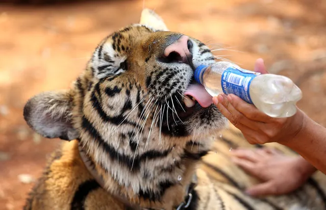 A Thai Buddhist monk feeds water to a tiger at the Tiger Temple, in Saiyok district in Kanchanaburi province, west of Bangkok, Thursday, February 12, 2015. (Photo by Sakchai Lalit/AP Photo)