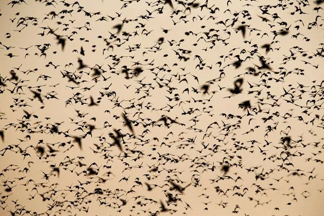 A murmuration of migrating starlings is seen in the sky over the Israeli southern city of Beer Sheva December 21, 2015. (Photo by Amir Cohen/Reuters)