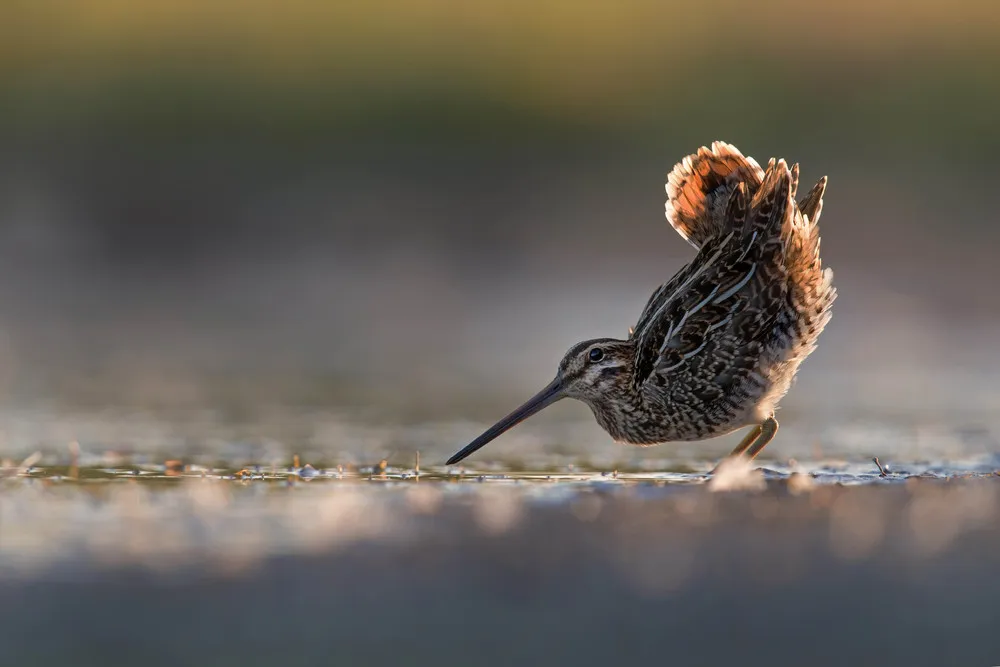 UK 2018 Bird Photographer of the Year Winners