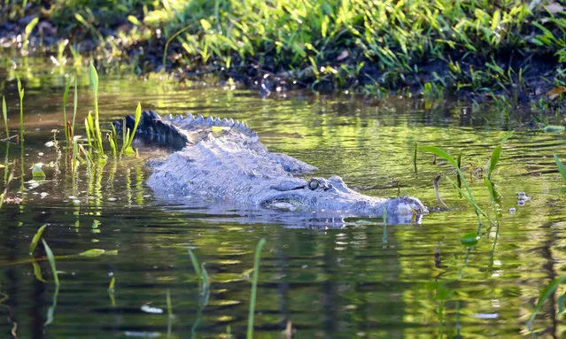 A handout photo taken and received on March 30, 2021 from the Australian Reptile Park, located in Somersby some 80 kilometres north of Sydney, shows one of ten recently-arrived alligators being released into their new enclosure, bringing the total of American alligators in the park to 55, the largest population living in Australia. (Photo by Handout/The Australian Reptile Park/AFP Photo)