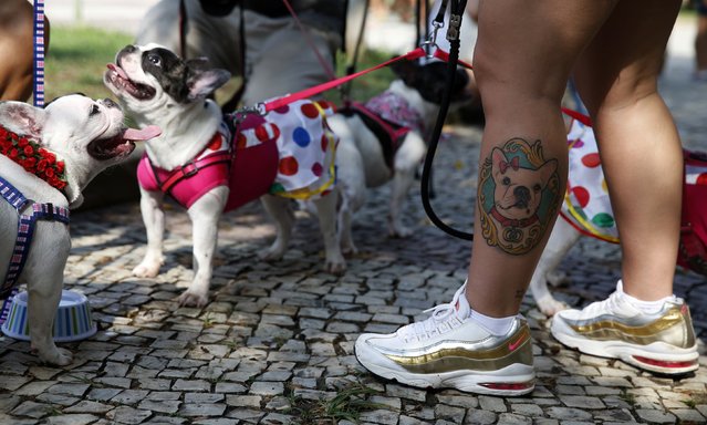 A woman shows her tattoo next to her dogs as they take part in the “Blocao” or dog carnival parade during carnival festivities in Rio de Janeiro February 14, 2015. (Photo by Sergio Moraes/Reuters)