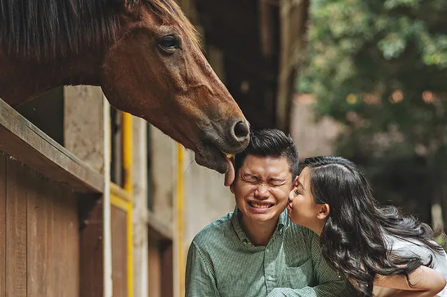 Horse licks husband during wedding photo. (Photo by Hendra Lesmana/Caters News Agency/ISPWP)