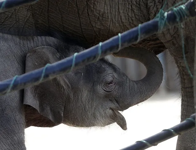 One week old baby elephant is seen in the reopened Budapest Zoo, in Budapest, Hungary, Saturday, May 1, 2021. Hungary on Saturday loosened several COVID-19 restrictions for people with government-issued immunity cards, the latest in a series of reopening measures that have followed an ambitious vaccination campaign. (Photo by Laszlo Balogh/AP Photo)