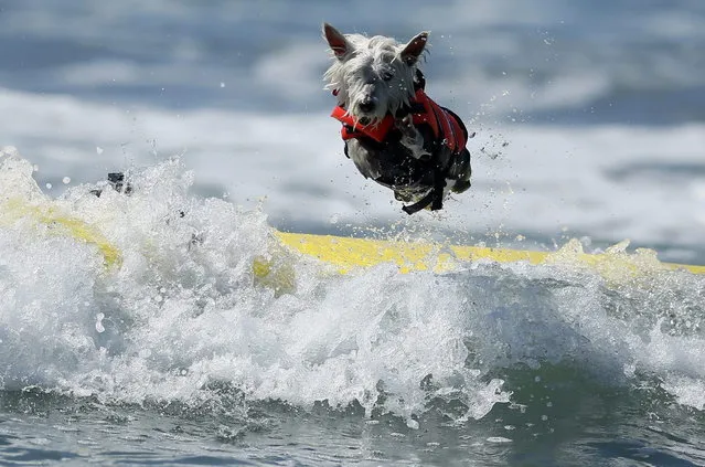 Surf Dog Joey, a West Highland Terrier, bails on his surfboard while competing in the Surf City surf dog competition in Huntington Beach, California, September 29, 2013. (Photo by Lucy Nicholson/Reuters)
