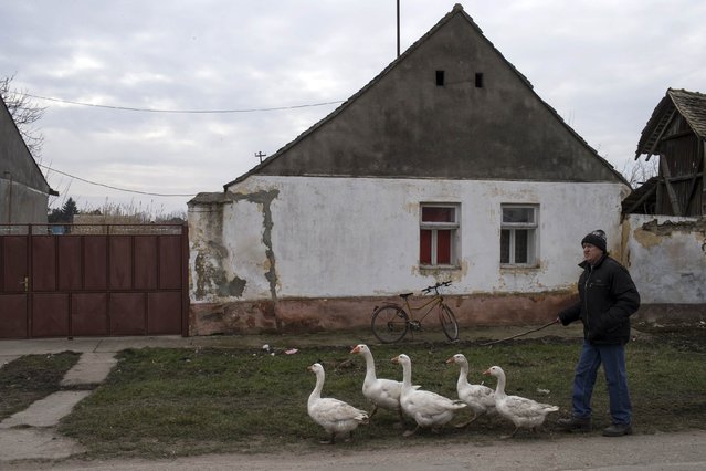 A man walks with his geese during the annual Geese Fight Day in the northern Serbian village of Mokrin, some 160km (100 miles) from Belgrade February 22, 2015. (Photo by Marko Djurica/Reuters)