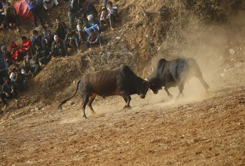 Maghesangranti Festival in Nepal