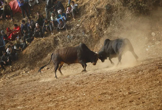 Villagers watch as bulls fight during the Maghesangranti festival at Talukachandani village in Nuwakot district near Kathmandu, Nepal January 15, 2016. (Photo by Navesh Chitrakar/Reuters)