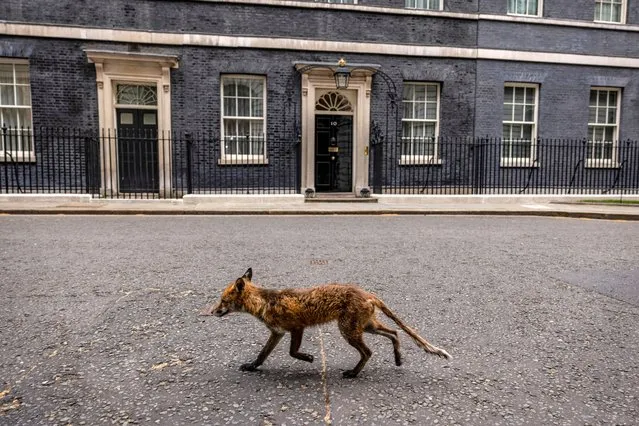 A fox runs through Downing Street on April 26, 2021 in London, England. (Photo by Dan Kitwood/Getty Images)