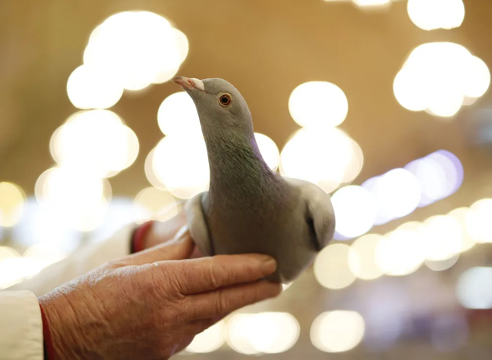 British Homing Pigeon Show