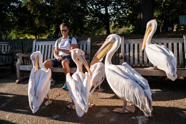 Members of the public interact with the pelicans in St. James's Park, London on Thursday, September 14, 2023. (Photo by Aaron Chown/PA Images via Getty Images)