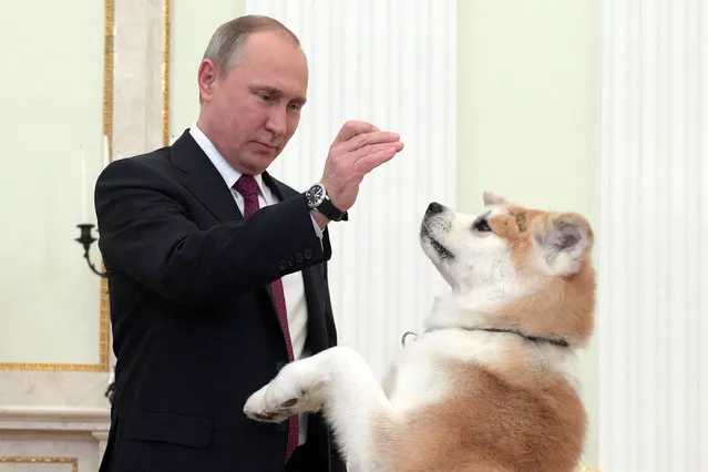 A picture made available 13 December 2016 shows Russian President Vladimir Putin playing with his Akita dog Yume before being interviewed by Nippon Television Network Corporation (Nippon TV) and Yomiuri Shimbun newspaper ahead of his official visit to Japan in the Kremlin in Moscow, Russia, 07 December 2016. Russian President's official visit to Japan is scheduled on 15-16 December 2016. (Photo by Alexei Druzhinin/TASS)