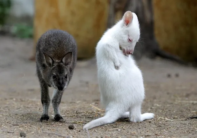 A rare albino wallaby joey is seen inside an enclosure at a zoo in Kazan, Russia on May 21, 2021. The newborn wallaby called Alisa is inquisitive and calm, according to zookeepers. (Photo by Alexey Nasyrov/Reuters)