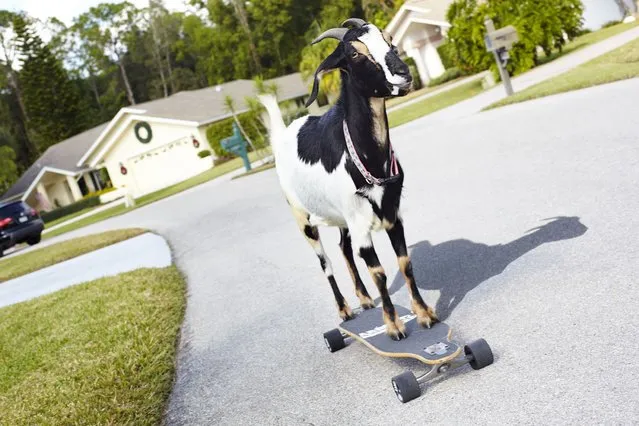 Harpie the goat from the USA who has made it into the Guinness Book of World Records for the farthest distance achieved by a goat on a skateboard going 36 meters (118ft) in 25 seconds. (Photo by PA Wire)