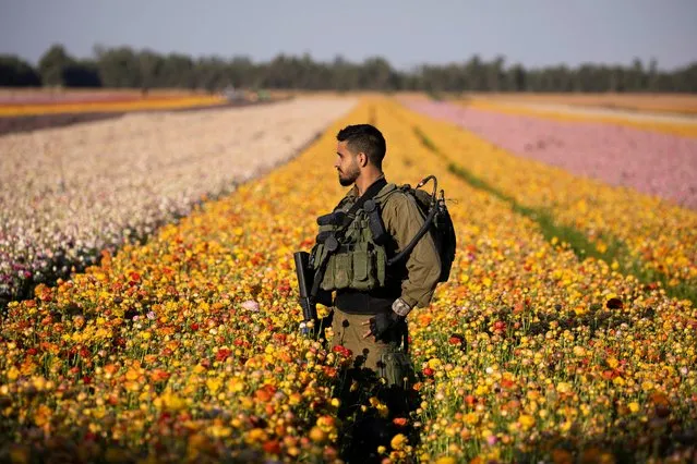 An Israeli soldier walks in a field of buttercup flowers near Kibbutz Nir Yitzhak in southern Israel, just outside the Gaza Strip on April 12, 2021. (Photo by Amir Cohen/Reuters)