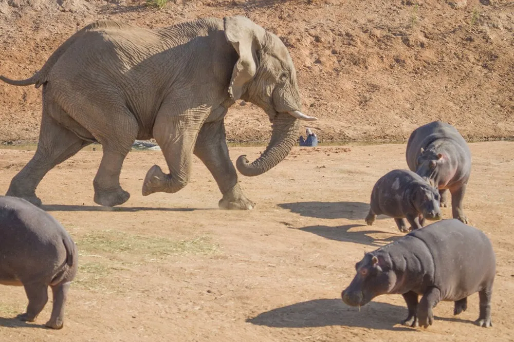Elephant versus Hippo