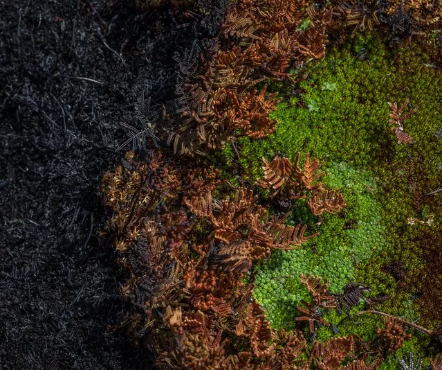 Cushion plant detail. (Photo by Dan Broun)