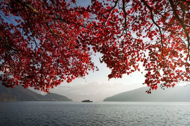 A motor vessel drives over lake Vierwaldstaettersee behind an autumnally colored maple in front of the Urner mountains in Luetzelau, Switzerland, Tuesday, November 12, 2013. (Photo by Sigi Tischler/AP Photo/Keystone)