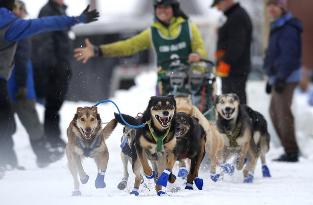 Sally Manikian, of Shelburne, N.H., gets a high five as her Alaskan huskies charge from the start of the Irving Woodlands Can Am Crown 100-mile sled dog race, March 3, 2018, in Fort Kent, Maine. (Photo by Robert F. Bukaty/AP Photo)