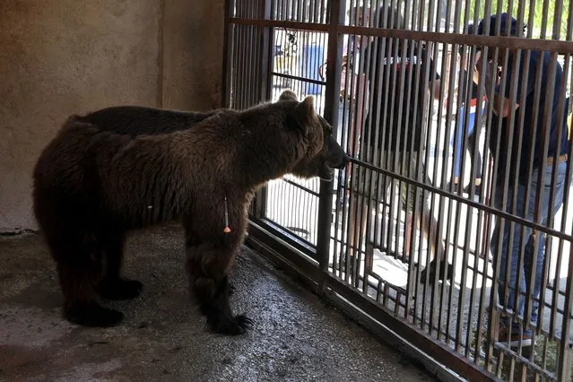 A Syrian brown bear, stands after being shot with an anesthetic arrow, inside a cage at a zoo, in the southern port city of Tyre, Lebanon, Sunday, July 18, 2021. Animals Lebanon, a Beirut-based group, said Sunday that two bears, including this one, that were rescued from the private zoo in southern Lebanon, will be flown to the United States where they will be released into the wild. (Photo by Bilal Hussein/AP Photo)
